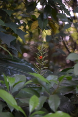 Hedychium gardnerianum