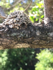 Dianthidium