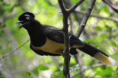 Plush-Crested Jay photo 3