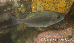Hottentot Seabream photo 2