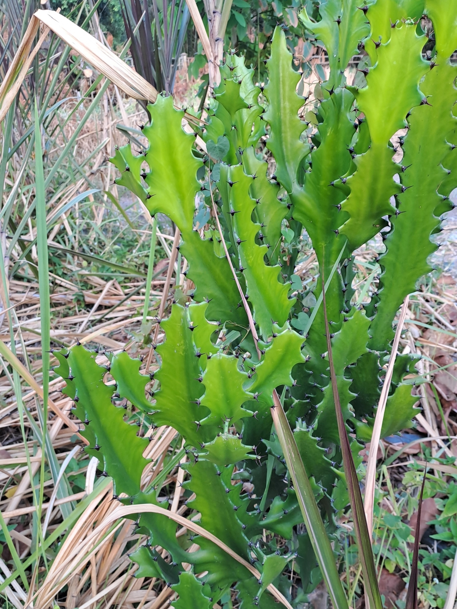 Euphorbia lactea — ảnh 2