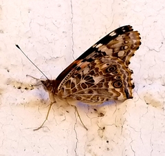 Vanessa cardui