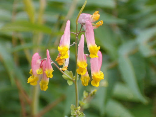 Corydalis sempervirens