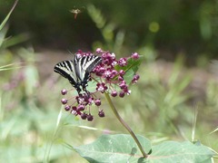 Asclepias cordifolia