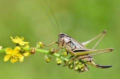 Metrioptera brachyptera