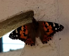 Vanessa cardui