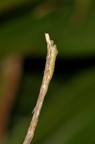 Dwarf Anole, Anolis occultus
