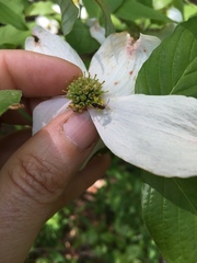 Molorchus bimaculatus