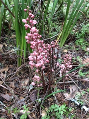 Pyrola aphylla