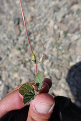 Monsonia