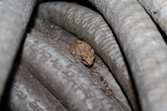 Bolitoglossa platydactyla