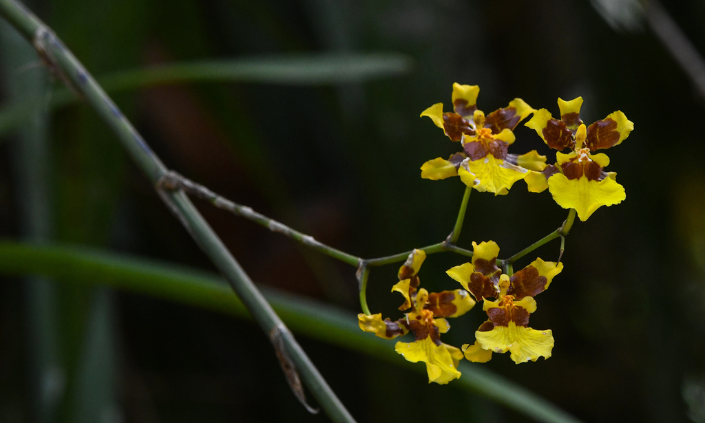 Oncidium orchid growing on a tree branch