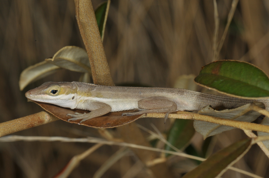 Ponce Small-fanned Anole