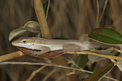 Ponce Anole, Anolis poncensis