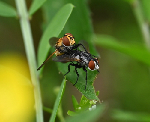 Gymnoclytia occidua photo 4