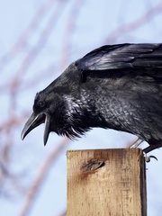 Common Raven photo 5