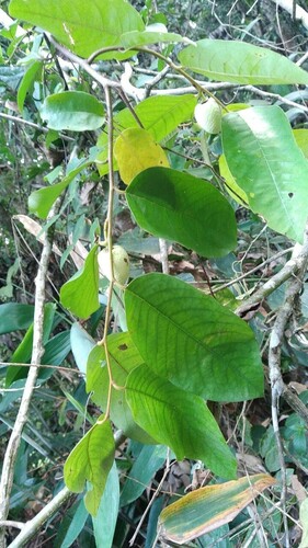 Foto de Araticum-cagão