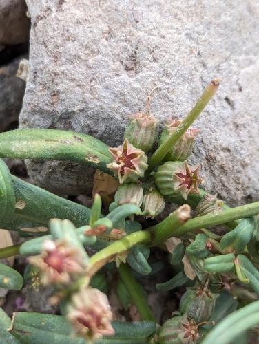 Image of Ammannia robusta by (c) Abraham Sánchez Romero, some rights reserved (CC BY)