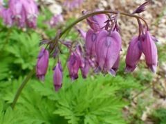 Dicentra formosa formosa