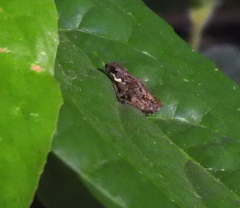 Inger's Short-Legged Dwarf Toad photo 4