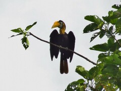 Wrinkled Hornbill photo 5