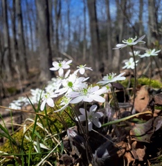 Hepatica acutiloba
