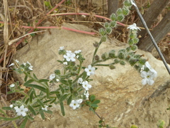 Cryptantha muricata