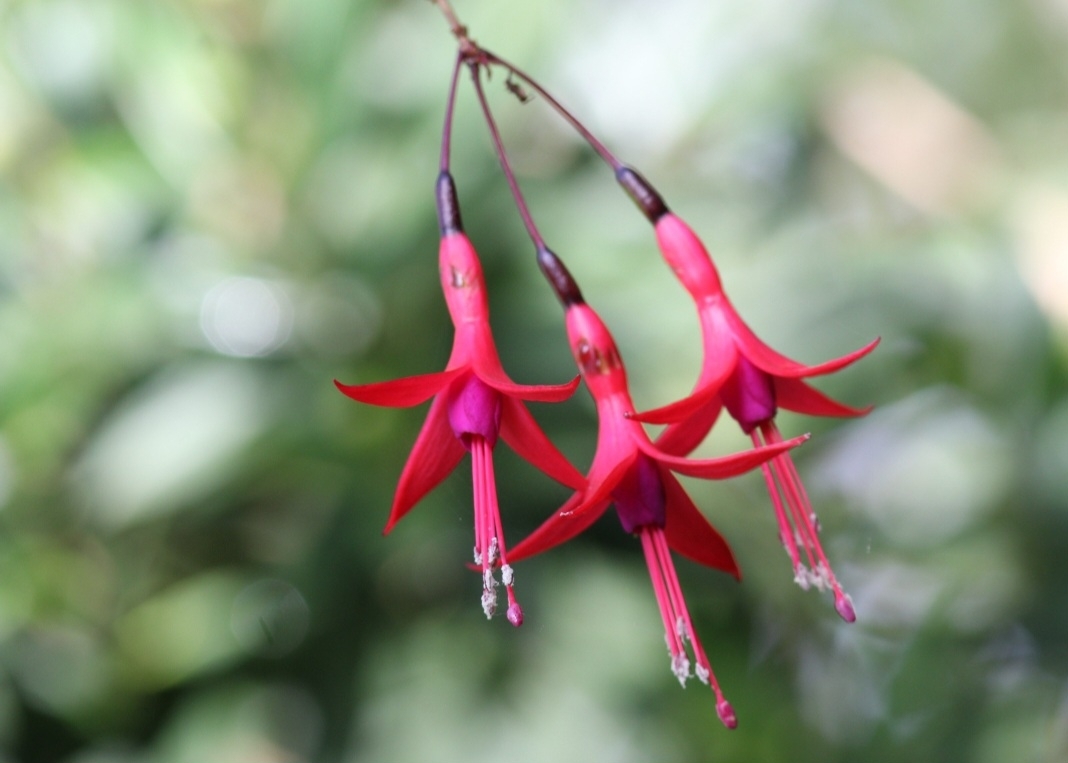 Fuchsia regia