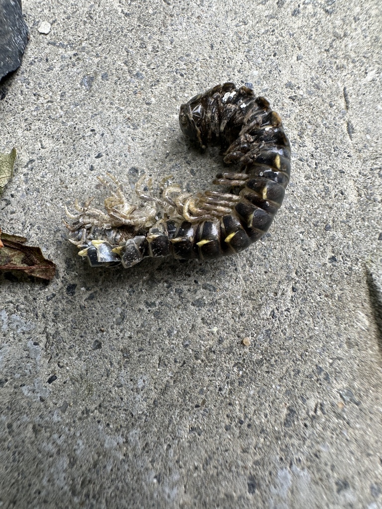 Riukiaria bifida