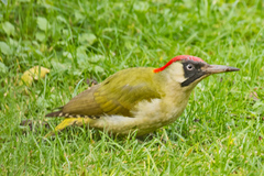 Green Woodpecker - Photo (c) Tony Morris, some rights reserved (CC BY-NC)