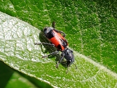 Enoclerus eximius