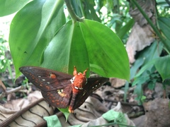 Procitheronia fenestrata