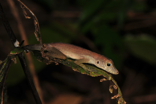 Gundlach’s Anole, Anolis gundlachi