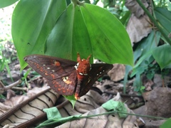 Procitheronia fenestrata