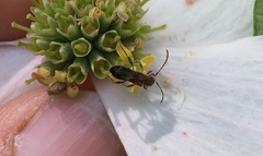 Molorchus bimaculatus