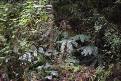 Hedychium gardnerianum