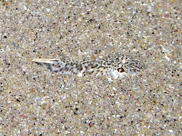 Lesser Weever