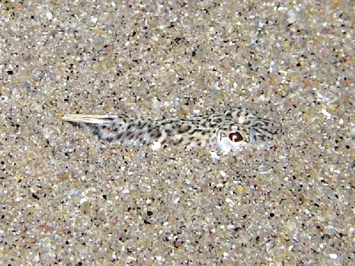 Lesser Weever