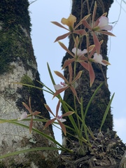 Encyclia bractescens