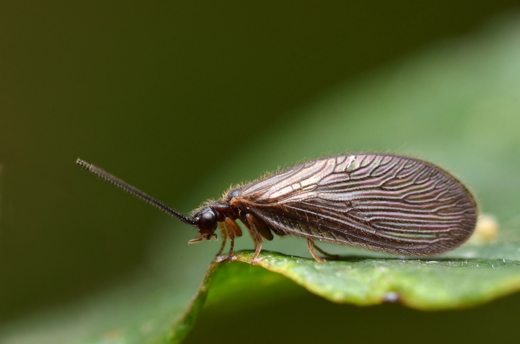 Black Spongillafly, photo 1 of 8