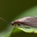 Black Spongillafly - Photo (c) Gilles San Martin, some rights reserved (CC BY-SA), uploaded by Gilles San Martin