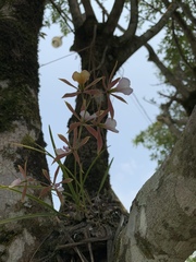 Encyclia bractescens
