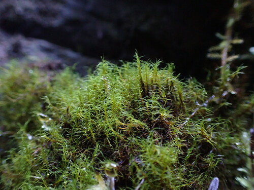 Image of Distichium capillaceum by no rights reserved