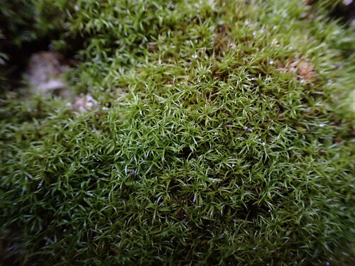 Image of Amphidium lapponicum by no rights reserved