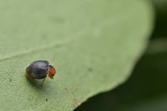 Scymnus ferrugatus