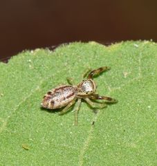 Anicius grisae