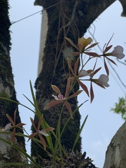 Encyclia bractescens
