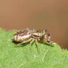 Anicius grisae