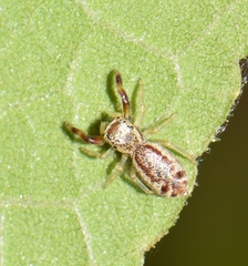 Anicius grisae