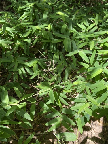 Raddia portoi
